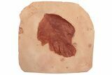 Red Fossil Leaf - Montana #189027-1